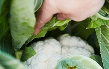 Nutri V Australia